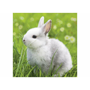Cute Bunnies - 3x49 Pieces