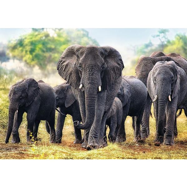 African Elephants - 1000 Pieces