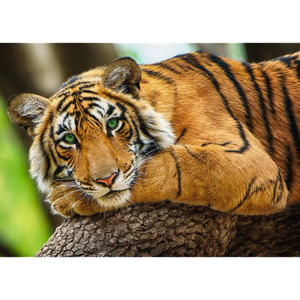 Tiger Portrait - 500 Pieces