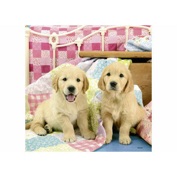 Cute Puppy Dogs - 3x49 Pieces